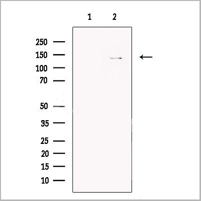 product-image-AAA31196_WB.jpg