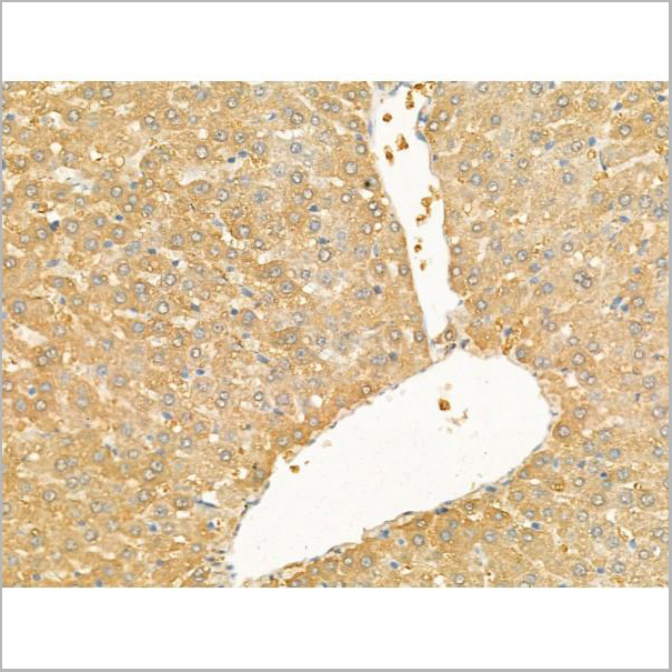 product-image-AAA31197_IHC4.jpg