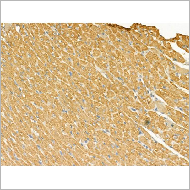 product-image-AAA31197_IHC5.jpg