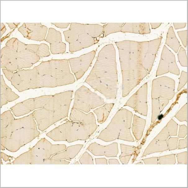 product-image-AAA31197_IHC6.jpg