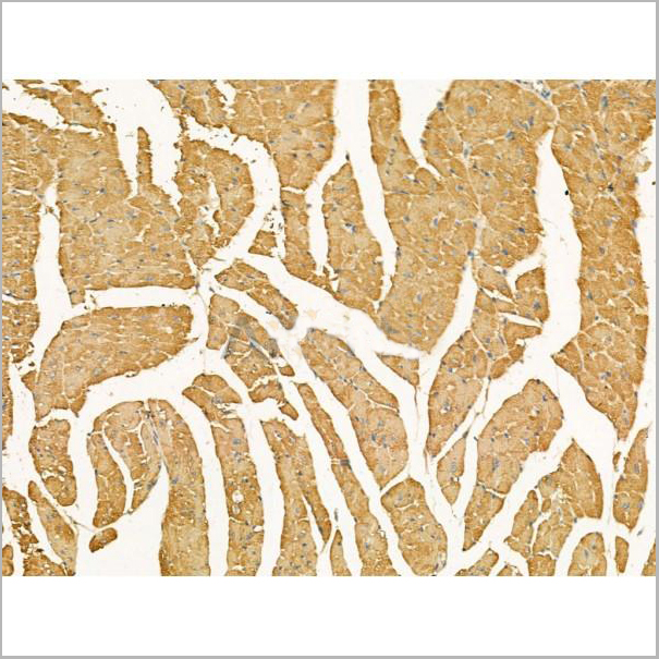 product-image-AAA31197_IHC7.jpg