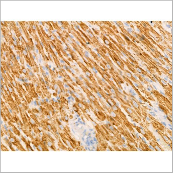 product-image-AAA31198_IHC4.jpg