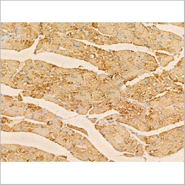 product-image-AAA31198_IHC5.jpg