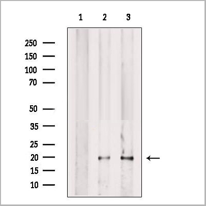 product-image-AAA31198_WB.jpg