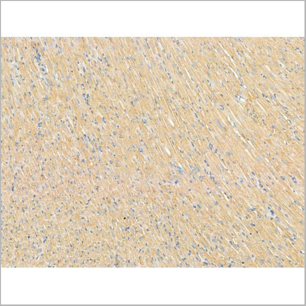 product-image-AAA31199_IHC4.jpg