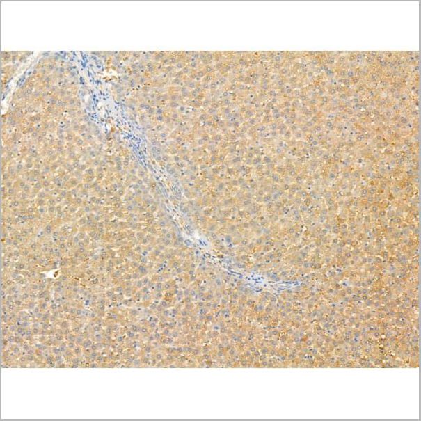 product-image-AAA31199_IHC5.jpg