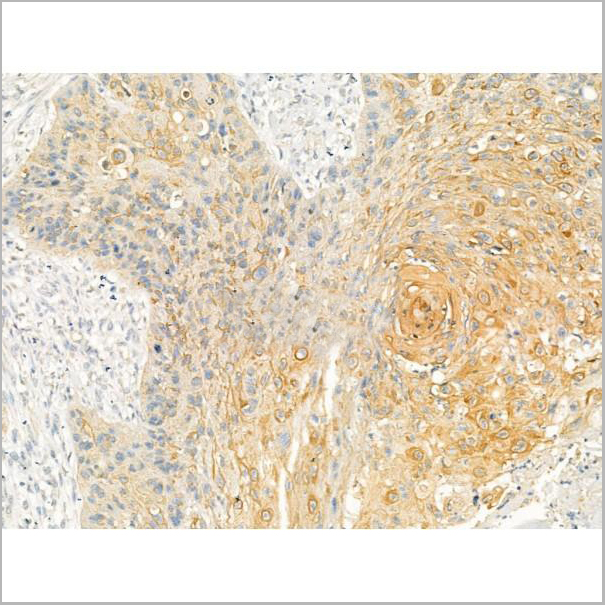 product-image-AAA31199_IHC6.jpg