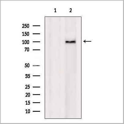 product-image-AAA31199_WB.jpg