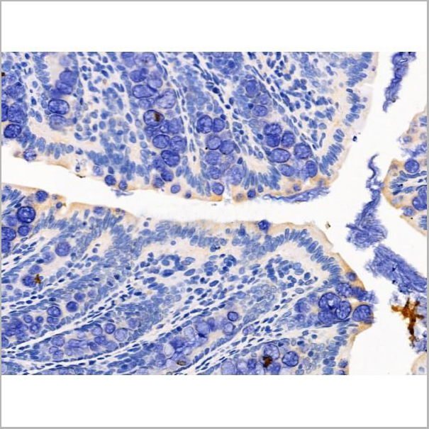product-image-AAA31200_IHC2.jpg