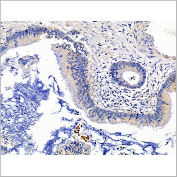 product-image-AAA31200_IHC5.jpg