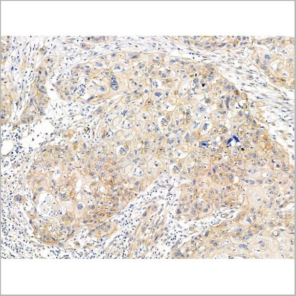 product-image-AAA31200_IHC6.jpg