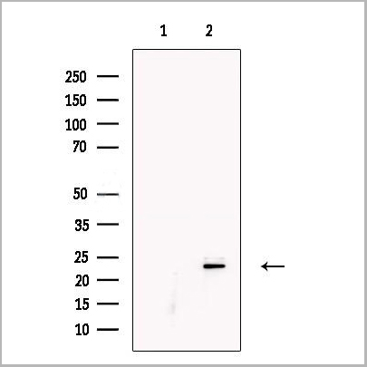 product-image-AAA31200_WB.jpg
