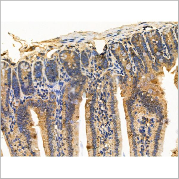 product-image-AAA31201_IHC4.jpg