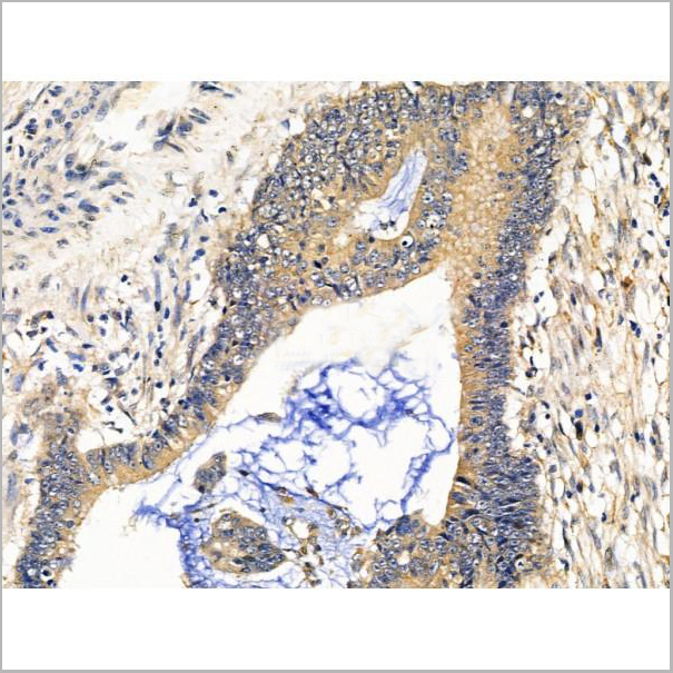 product-image-AAA31201_IHC7.jpg