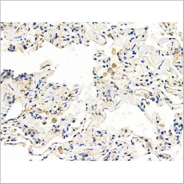 product-image-AAA31201_IHC8.jpg