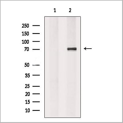 product-image-AAA31201_WB.jpg