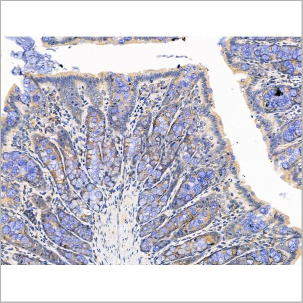 product-image-AAA31202_IHC2.jpg