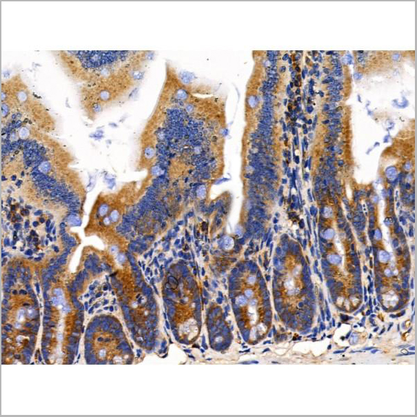 product-image-AAA31202_IHC3.jpg