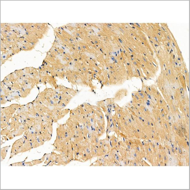 product-image-AAA31202_IHC4.jpg