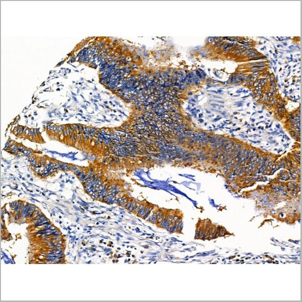 product-image-AAA31202_IHC6.jpg