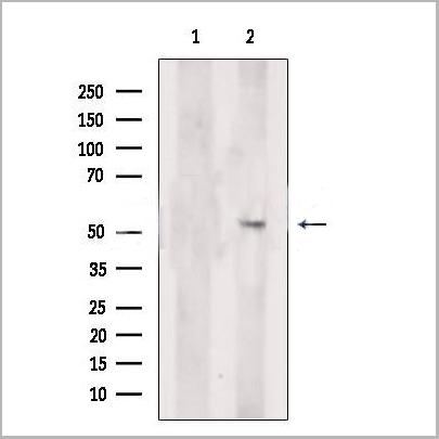 product-image-AAA31202_WB.jpg