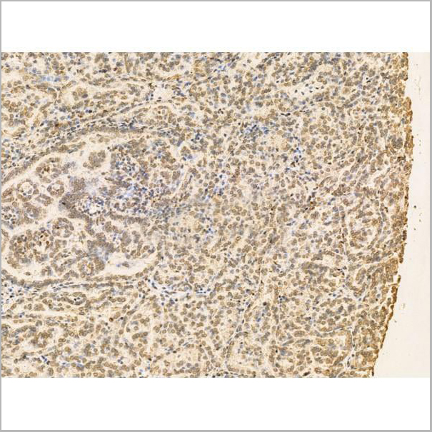 product-image-AAA31203_IHC10.jpg
