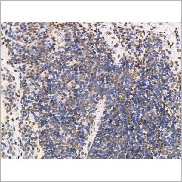 product-image-AAA31203_IHC6.jpg