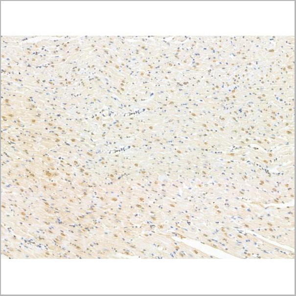 product-image-AAA31203_IHC7.jpg