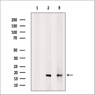 product-image-AAA31203_WB.jpg