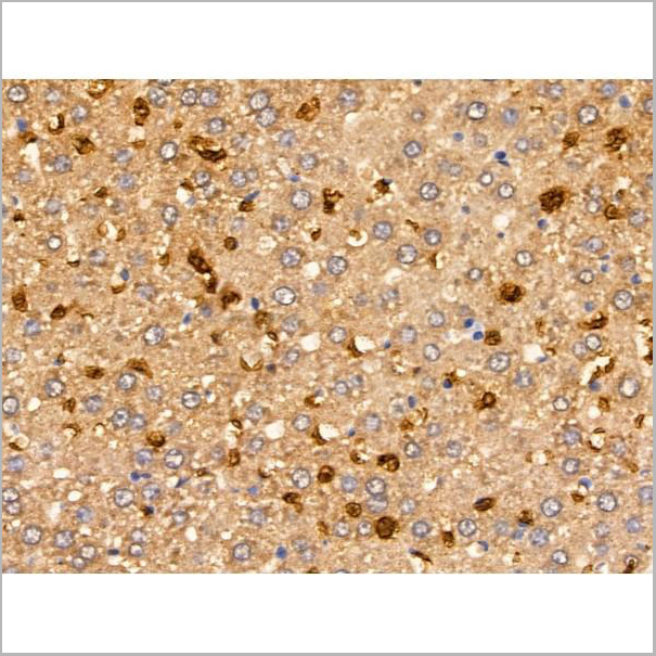 product-image-AAA31204_IHC4.jpg