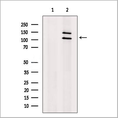 product-image-AAA31204_WB.jpg