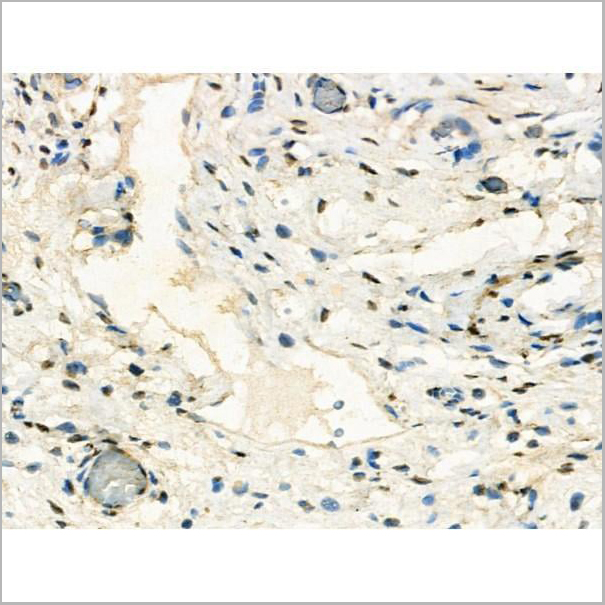 product-image-AAA31205_IHC2.jpg