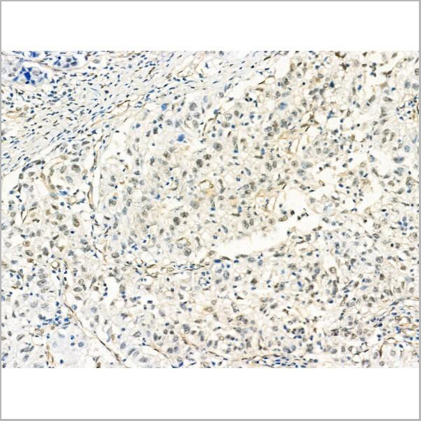 product-image-AAA31205_IHC4.jpg