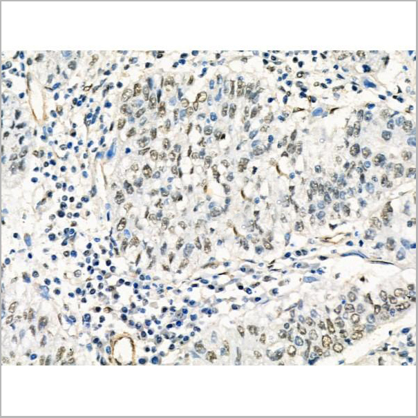 product-image-AAA31205_IHC5.jpg
