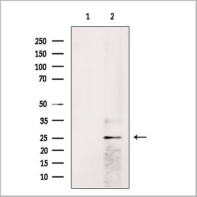 product-image-AAA31205_WB.jpg