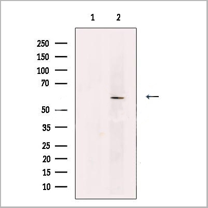 product-image-AAA31206_WB.jpg