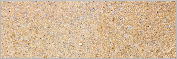 product-image-AAA31207_IHC7.jpg
