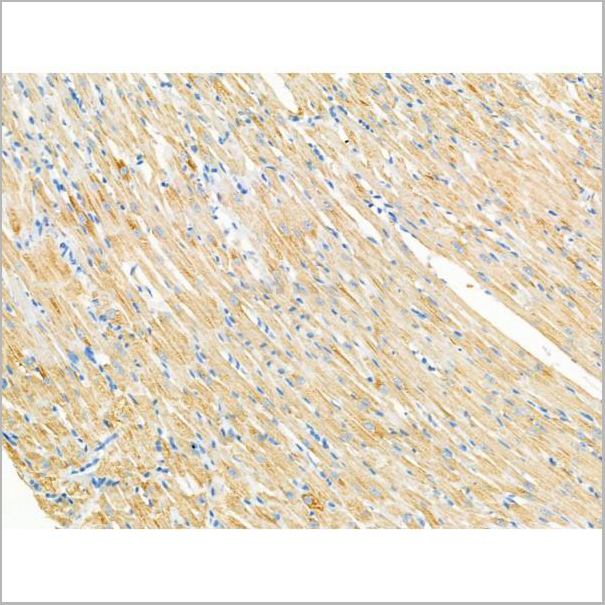 product-image-AAA31208_IHC4.jpg