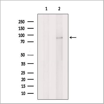 product-image-AAA31208_WB.jpg