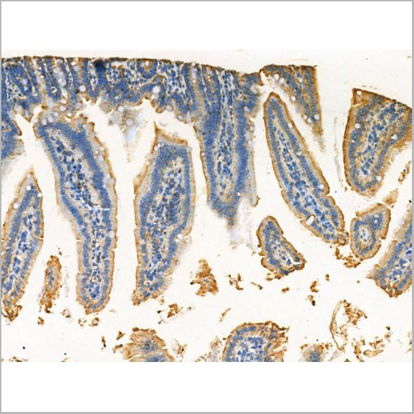 product-image-AAA31209_IHC6.jpg