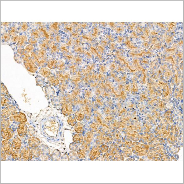 product-image-AAA31209_IHC7.jpg