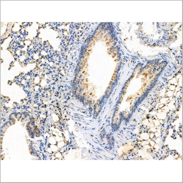 product-image-AAA31209_IHC8.jpg