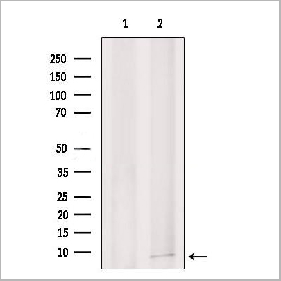 product-image-AAA31209_WB.jpg