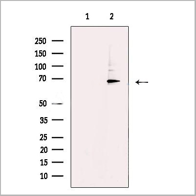 product-image-AAA31210_WB.jpg