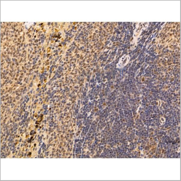 product-image-AAA31211_IHC2.jpg