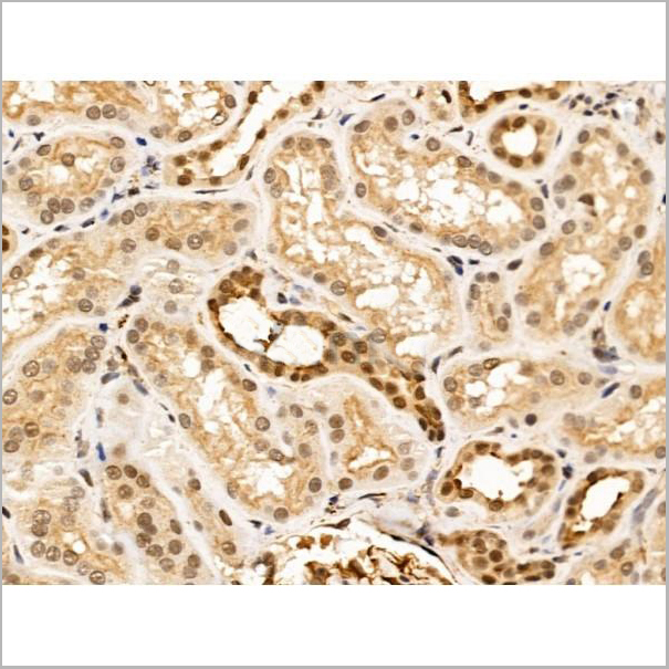 product-image-AAA31211_IHC5.jpg