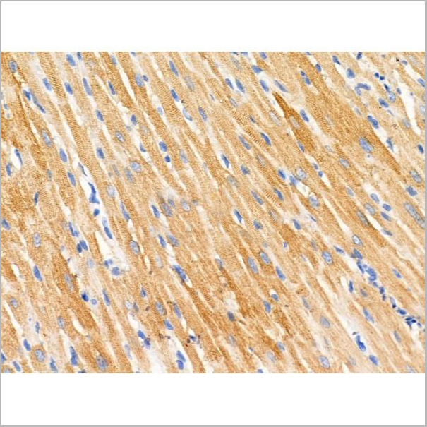 product-image-AAA31212_IHC3.jpg