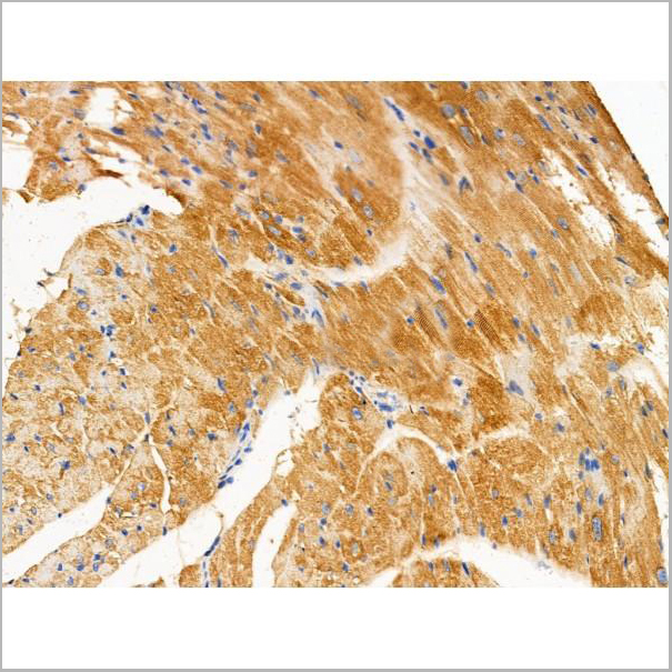 product-image-AAA31212_IHC5.jpg