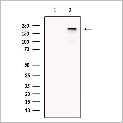 product-image-AAA31212_WB.jpg
