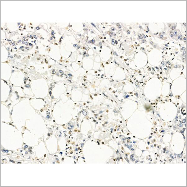 product-image-AAA31214_IHC4.jpg